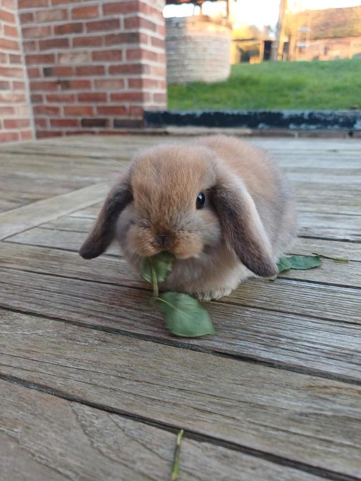 Bélier Minilop, Animaux & Accessoires, Lapins, Petit