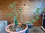 Bonsai bos project, Ophalen, Zomer, Volle zon