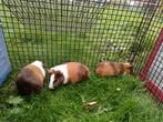 cavia's, Animaux & Accessoires, Rongeurs, Avril, Cobaye