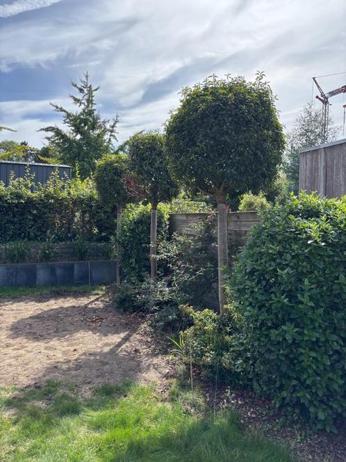 Portugese Laurier op stam (3x), Tuin en Terras, Planten | Bomen, Overige soorten, 250 tot 400 cm, Lente, Ophalen