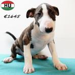 Bull Terriër pups – unieke uitstraling en karakter, Dieren en Toebehoren, Bull Terriër, 15 weken tot 1 jaar, Handelaar, Buitenland