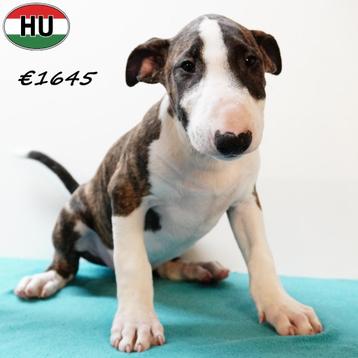Bull Terriër pups – unieke uitstraling en karakter beschikbaar voor biedingen