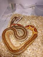 Koppel boa's constrictors, Animaux & Accessoires, Serpent, Domestique, 0 à 2 ans