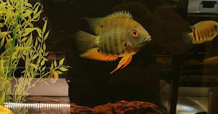 Jonge Heros efaciatus (7cm), Dieren en Toebehoren, Vissen | Aquariumvissen, Zoetwatervis, Vis