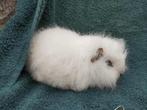Ch teddy cavia, Dieren en Toebehoren, Knaagdieren, Cavia, Augustus, Vrouwelijk, Tam