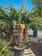 Palmboom Trachycarpus Fortunei, Tuin en Terras, Planten | Bomen, Ophalen of Verzenden