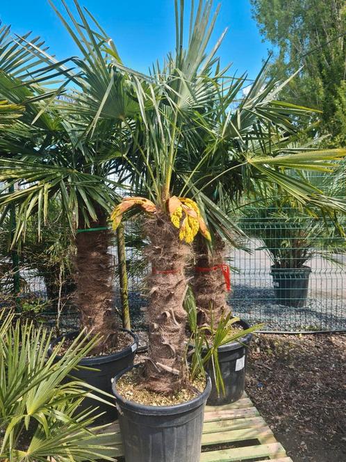 Palmboom Trachycarpus Fortunei, Jardin & Terrasse, Plantes | Arbres, Enlèvement ou Envoi