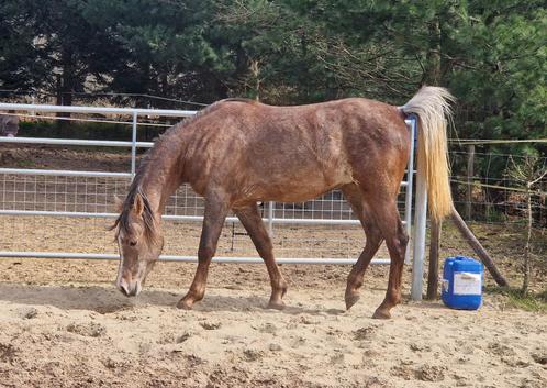 Superchique 3-jarige Arabische volbloed, Dieren en Toebehoren, Paarden, Ruin, Zadelmak, Minder dan 160 cm, 3 tot 6 jaar, Recreatiepaard