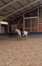 Lieve 9 jarige bwp ruin, Dieren en Toebehoren, Paarden, Springpaard, Gechipt, Ruin, 7 tot 10 jaar