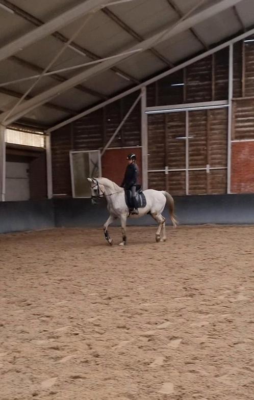 Lieve 9 jarige bwp ruin, Dieren en Toebehoren, Paarden, Ruin, 160 tot 165 cm, 7 tot 10 jaar, Springpaard, Met stamboom, Gechipt
