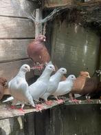 Jullie van kosovo, Dieren en Toebehoren, Vogels | Duiven, Meerdere dieren, Tortelduif