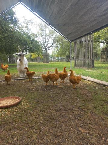 wyandotte hanen, Mâle, Poule ou poulet