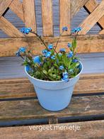mooie ruime stekjes om nu te planten., Tuin en Terras, Planten | Tuinplanten, Ophalen