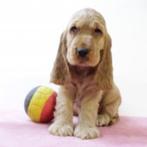 Prachtige Engelse Cocker Spaniël pups te koop (Belgisch), Dieren en Toebehoren, Honden | Retrievers, Spaniëls en Waterhonden, België