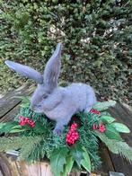 Vlaamse reuzen blauw raszuiver, Meerdere dieren, Groot, 0 tot 2 jaar