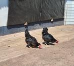 6 zwarte kippen, Dieren en Toebehoren, Pluimvee, Kip