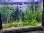 Prachtige mollys te koop aan 1€ stuk, Dieren en Toebehoren, Vissen | Aquariumvissen
