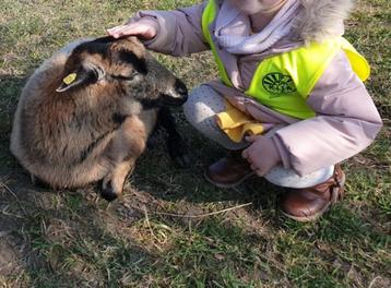 dwergschapen dwerggeitjes kameroen schapen kameroenschapen, Mouton