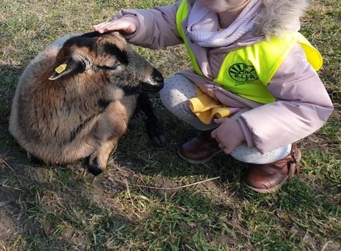 dwergschapen dwerggeitjes kameroen schapen kameroenschapen, Dieren en Toebehoren, Schapen, Geiten en Varkens, Schaap