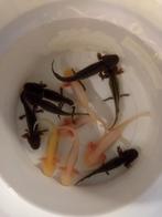 Axelotl babies handtam