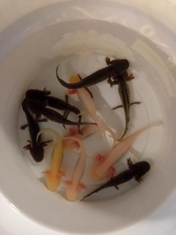 Axelotl babies handtam beschikbaar voor biedingen