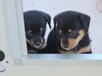 Pomtec pups, België, Fokker | Hobbymatig, CDV (hondenziekte), 8 tot 15 weken