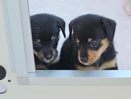 Pomtec pups, Dieren en Toebehoren, Honden | Teckels en Dashonden, Meerdere dieren, Korthaar, Dwerg, Fokker | Hobbymatig, Meerdere