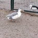 Huttegemse eend, Canard