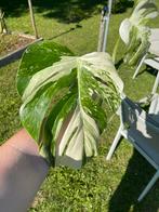 Monstera variegata snijden, Huis en Inrichting, Kamerplanten, Groene kamerplant, Ophalen, Overige soorten, Halfschaduw