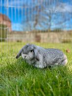 NHD voedster, Dieren en Toebehoren, Konijnen, Vrouwelijk, Dwerg, Hangoor, 0 tot 2 jaar
