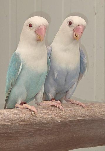 Fischeri mans  opaline pale fallow en split  beschikbaar voor biedingen