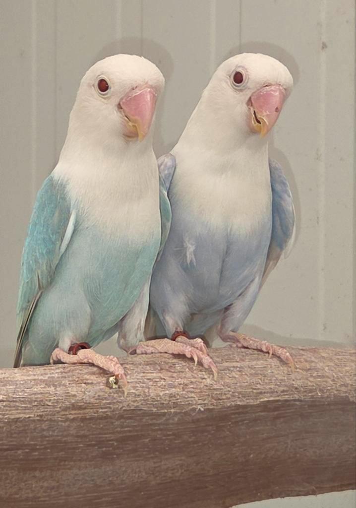 Fischeri mans  opaline pale fallow en split, Dieren en Toebehoren, Vogels | Parkieten en Papegaaien