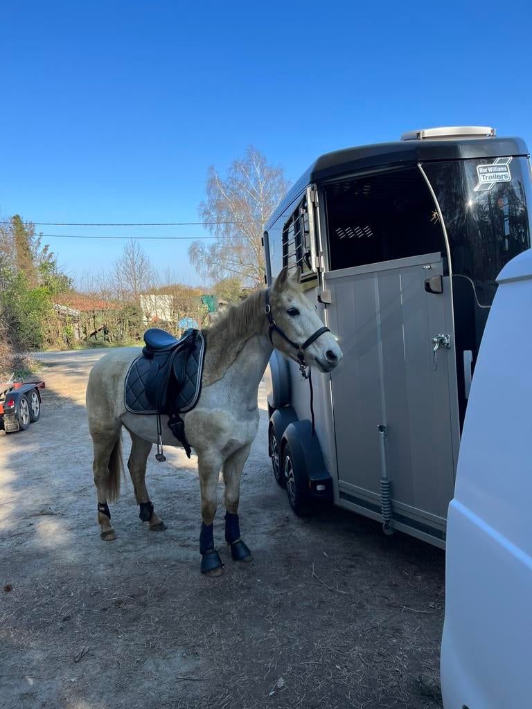 1.5 ifor williams te huur, Dieren en Toebehoren, Ophalen of Verzenden, Zo goed als nieuw
