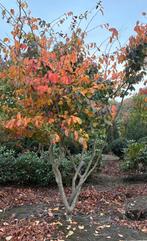 Parrotia persica | arbres de fer persans à tiges multiples, Jardin & Terrasse, Enlèvement ou Envoi, Automne