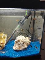 X aantal black molly's,gemengd met witte molly en wat kleine, Enlèvement