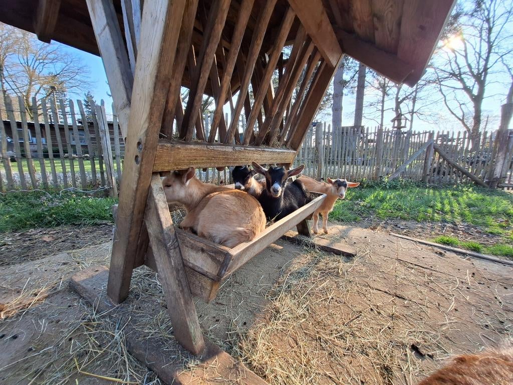 Dwerggeitjes, Vrouwelijk, Geit, 0 tot 2 jaar