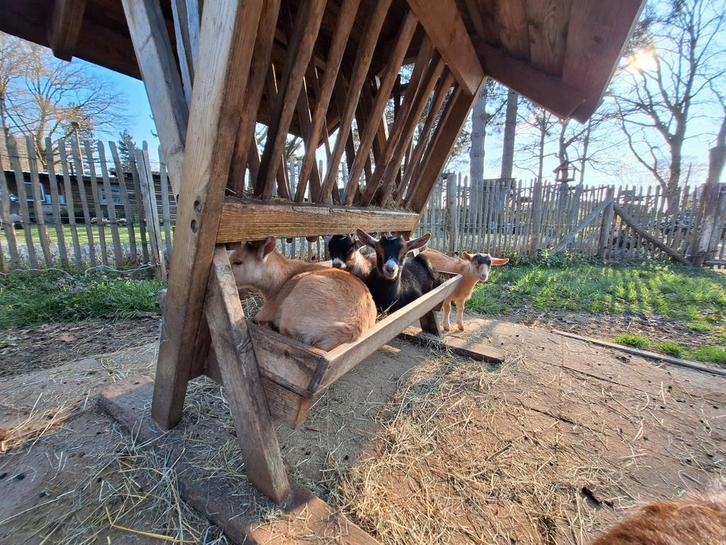 Dwerggeitjes, Dieren en Toebehoren, Schapen, Geiten en Varkens, Geit, Vrouwelijk, 0 tot 2 jaar
