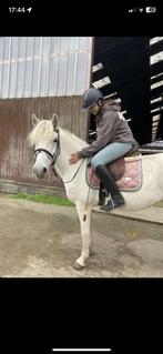 Halve stal gezocht, Animaux & Accessoires, Chevaux