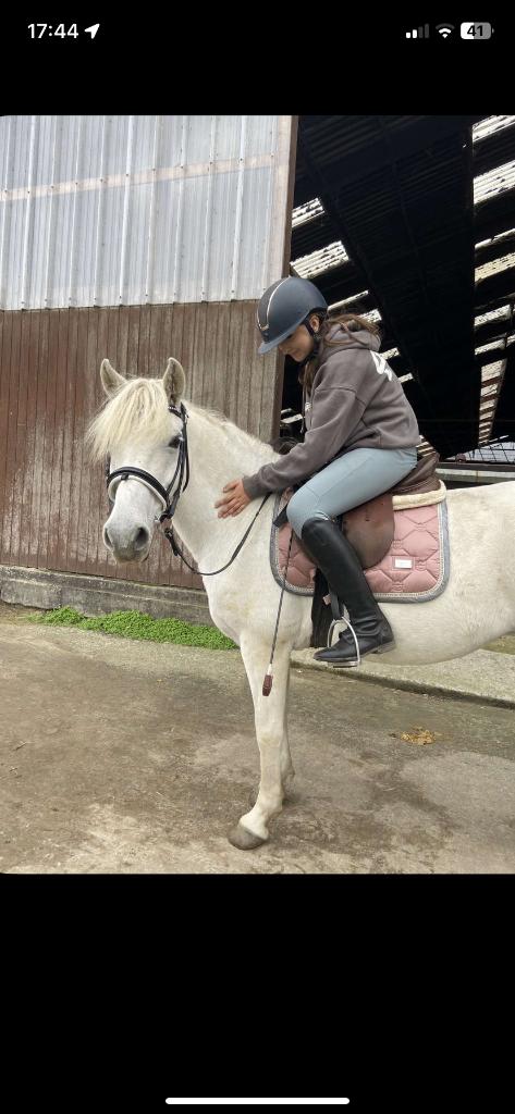 Halve stal gezocht, Dieren en Toebehoren, Paarden