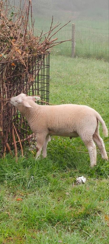 Swifter bok verkoop enkel sanitel nr! Niet voor de slacht, Dieren en Toebehoren, Schapen, Geiten en Varkens