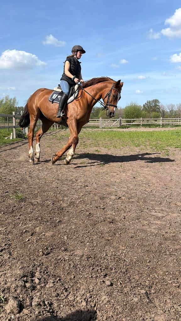 Mooie, karaktervolle merrie, Dieren en Toebehoren, Paarden, Merrie, Minder dan 160 cm, Met stamboom, 3 tot 6 jaar