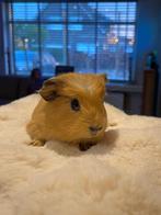 Cavia’s te koop, Dieren en Toebehoren, Knaagdieren, Maart, Meerdere dieren, Cavia