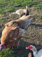 magnifique trio de dindes