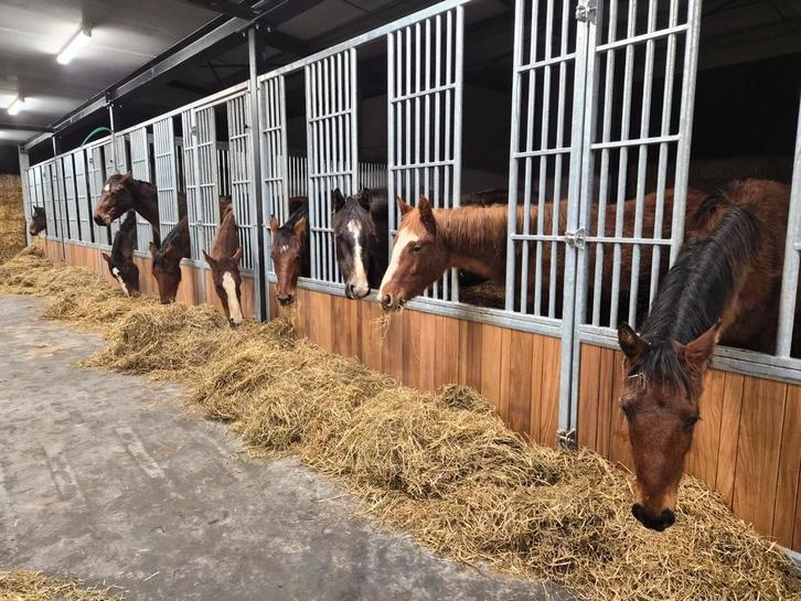 Poulains, Animaux & Accessoires, Box & Pâturages