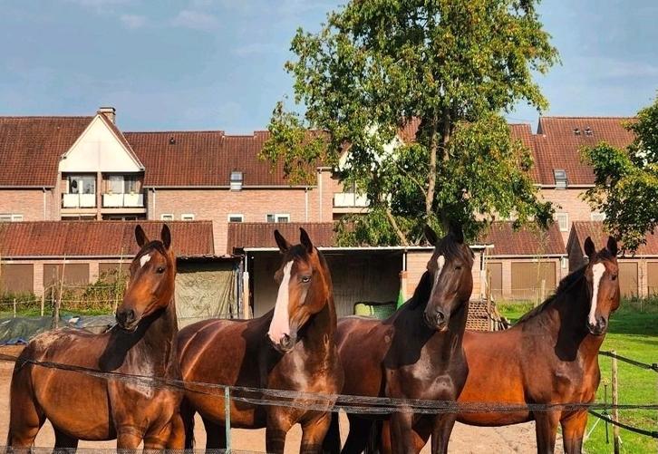 Ervaren ruiter/bijrijder gezocht, Animaux & Accessoires, Chevaux