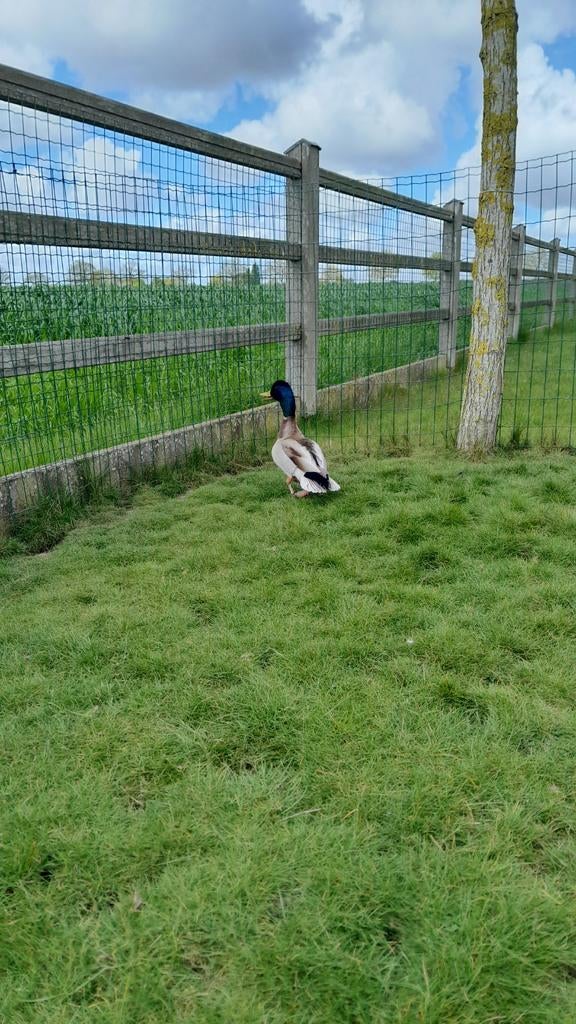 Woerd, Dieren en Toebehoren, Pluimvee