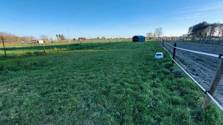 Weide te huur Gellik (Lanaken), Animaux & Accessoires, Box & Pâturages, Pâturage