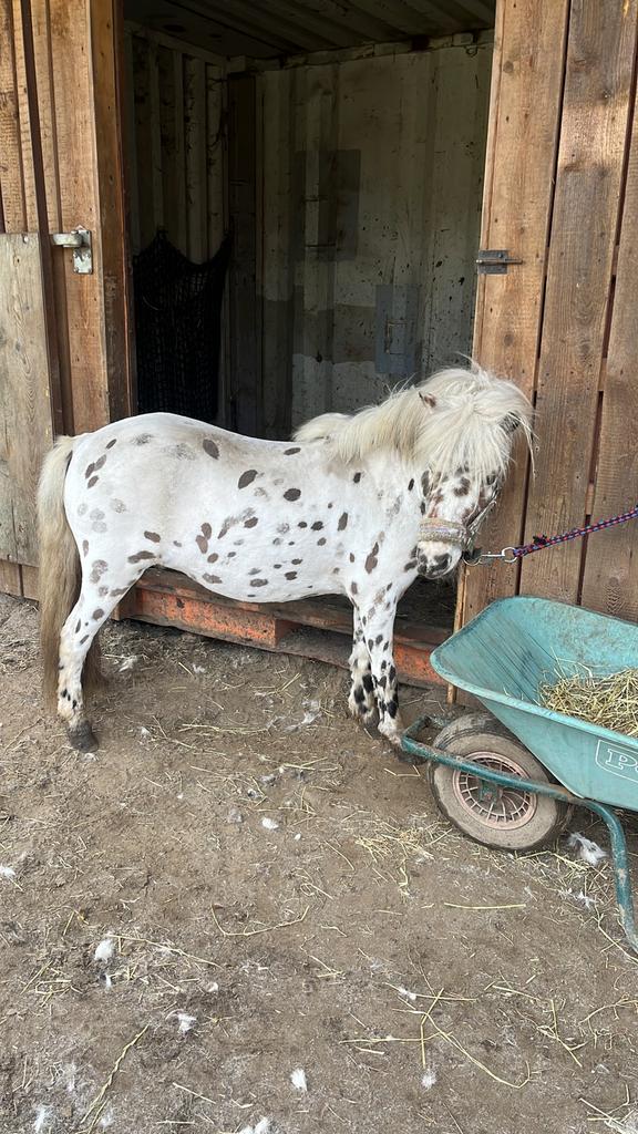 Appalousa merrie, Dieren en Toebehoren, Pony's, Merrie, Zadelmak