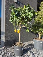 Citrus citroen 4 seizoenen, Tuin en Terras, Planten | Fruitbomen, Ophalen