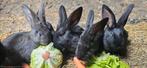 5 vlaamse reusjes, Animaux & Accessoires, Lapins, Plusieurs animaux, Grand, 0 à 2 ans